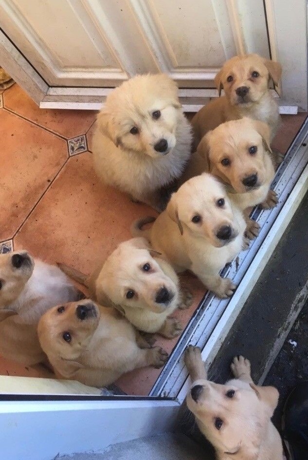 Labrador Puppies for sale