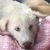 Labrador Puppy 4 for sale