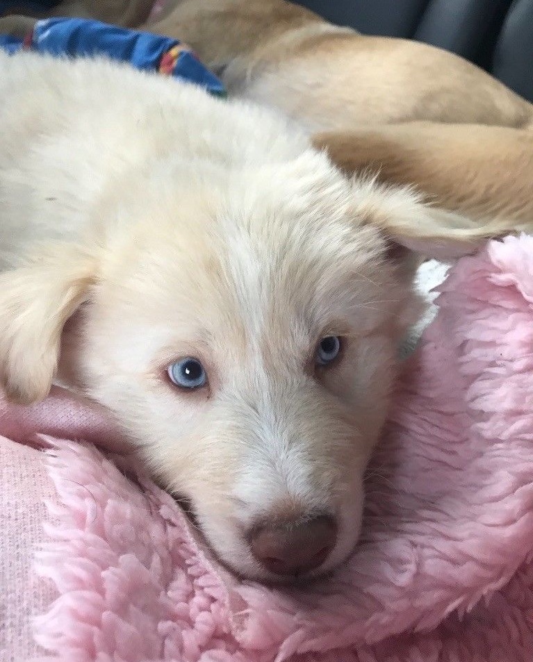 Labrador Puppy 4 for sale