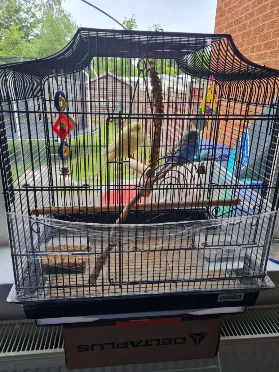 Budgies for sale with cage