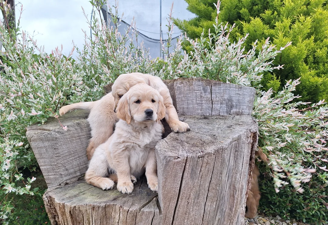 golden retriever 133